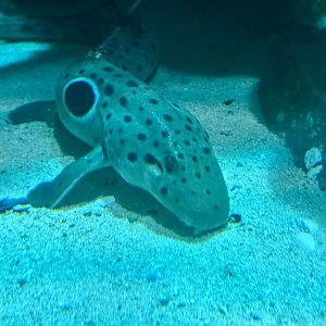 Epaulette shark (Hemiscyllium ocellatum)