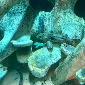 Epaulette shark (Hemiscyllium ocellatum)