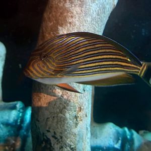 Blue-lined surgeonfish (Acanthurus lineatus)