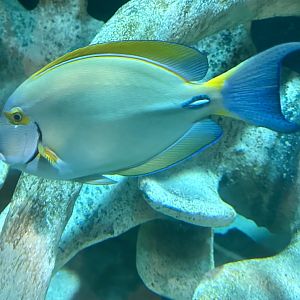 Eyestripe tang (Acanthurus dussumieri)