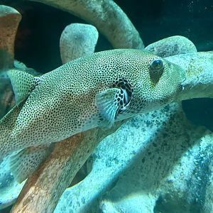 Starry puffer (Arothron stellatus)