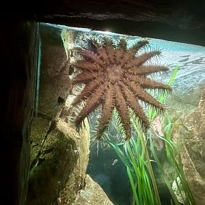 Crown-of-thorns starfish (Acanthaster planci)