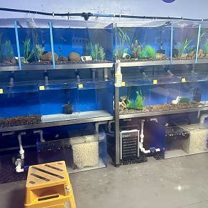 Southern Pygmy Perch Tanks