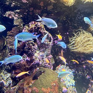 Blackaxil chromis (Chromis atripectoralis)