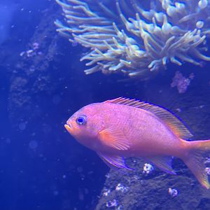 Squarespot anthias (Pseudanthias pleurotaenia)