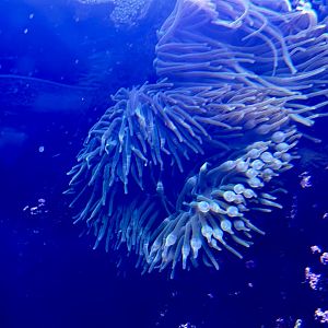 Magnificent anemone (Heteractis magnifica)