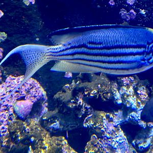 Lamarck’s anglefish (Genicanthus lamarck)