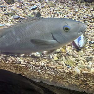 Eastern blue groper (Achoerodus viridis)