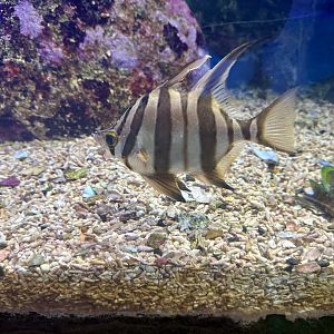 Old wife (Enoplosus armatus)