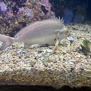 Red morwong (Cheilodactylus fuscus)