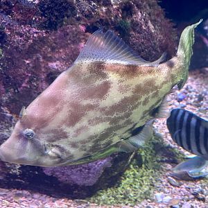 Fantail leatherjacket (Monacanthus chinensis)