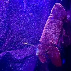 Slipper lobster (Scyllarides latus)