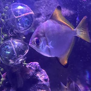 Silver moony (Monodactylus argenteus)