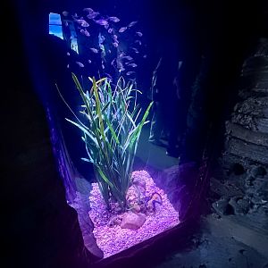 Port Jackson Glassfish Exhibit