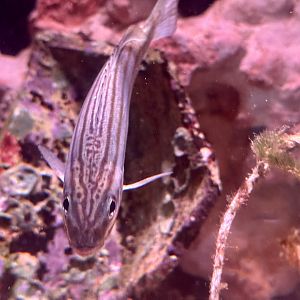 Eastern striped trumpeter (Pelates sexlineatus)