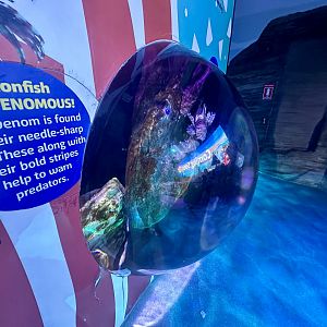 Common Lionfish Exhibit