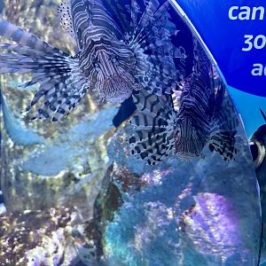 Common lionfish (Pterois miles)