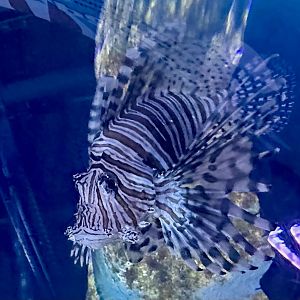 Common lionfish (Pterois miles)