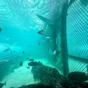 Dugong Underwater Viewing Window