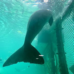 Pig (Dugong) - Tail Flukes