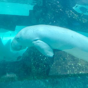 Pig (Dugong)
