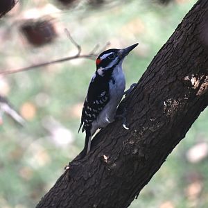 Hairy woodpecker (Leuconotopicus villosus)