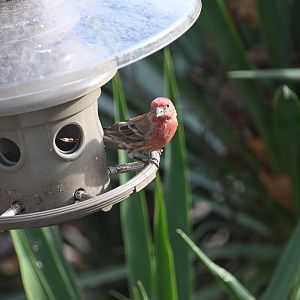 House finch (Haemorhous mexicanus)