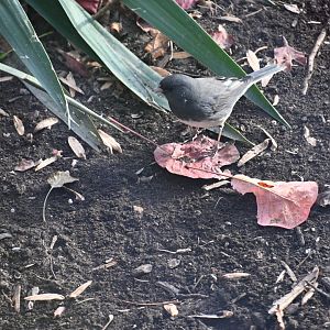 Dark-eyed junco (Junco hyemalis)