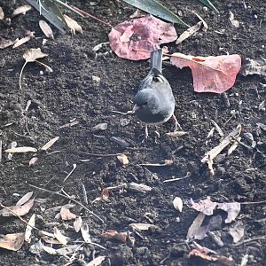 Dark-eyed junco (Junco hyemalis)