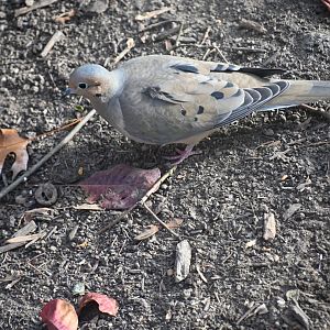 Mourning dove (Zenaida macroura)