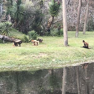 Baton Rouge Black Handed Spider Monkey Troop
