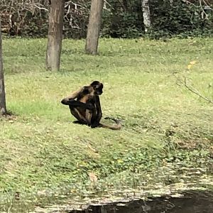 Black Handed Spider Monkey #1