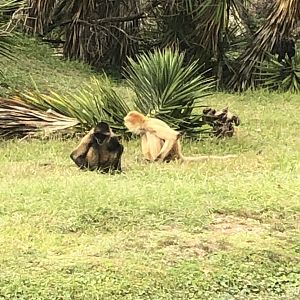 Black Handed Spider Monkey #2 & #3