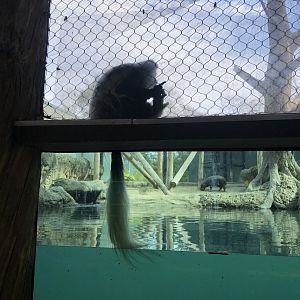 Colobus Monkey and Pigmy Hippo