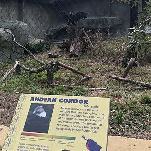 Andean Condor sunning