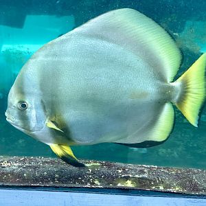 Orbicular batfish (Platax orbicularis)