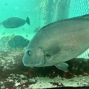 Painted sweetlips (Diagramma labiosum)