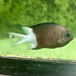 Spiny chromis (Acanthochromis polyacanthu)
