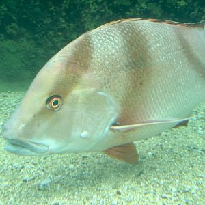 Emperor red snapper (Lutjanus sebae)