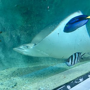 Ocellated eagle ray (Aetobatus ocellatus)