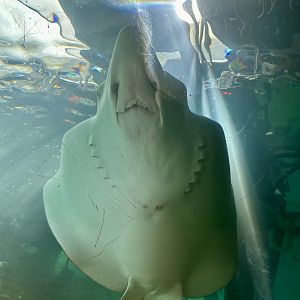 Ocellated eagle ray (Aetobatus ocellatus)
