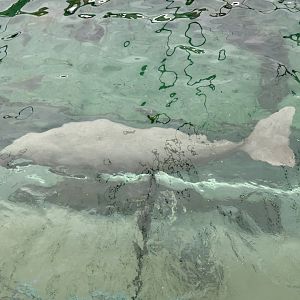 Pig (Dugong)