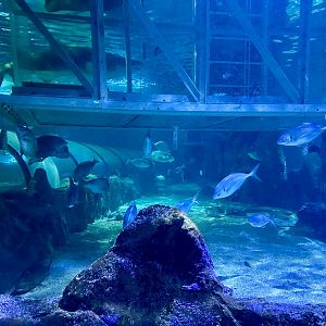 Shark Valley Exhibit