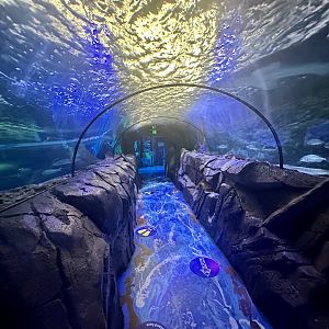 Shark Valley Exhibit - Shark Tunnel