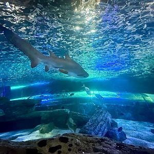 Grey nurse shark (Carcharias taurus)