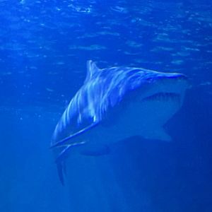 Grey nurse shark (Carcharias taurus)
