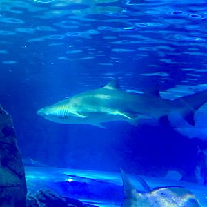 Grey nurse shark (Carcharias taurus)