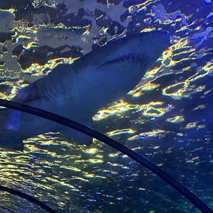Grey nurse shark (Carcharias taurus)