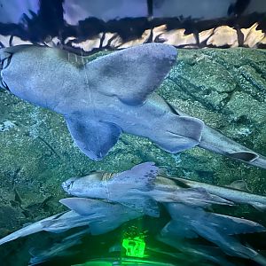 Port Jackson shark (Heterodontus portusjacksoni)