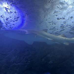 Grey nurse shark (Carcharias taurus)
